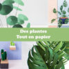 Des plantes tout en papier 181105-des-plantes-tout-en-papier
